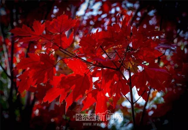 好男人官网在线观看免费播放海报