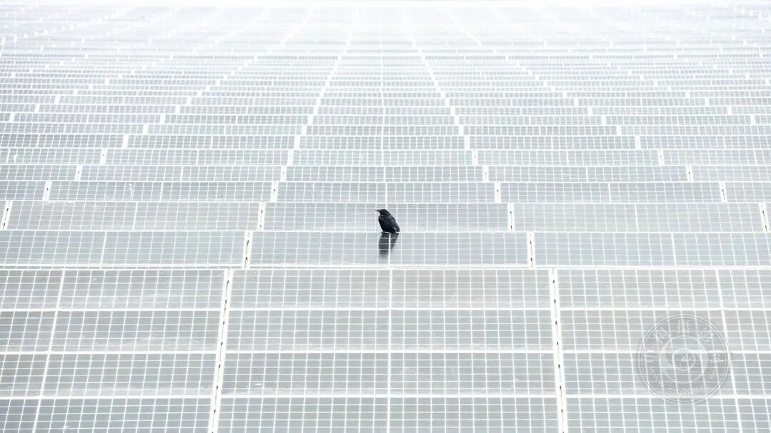 柳 二 龙 同 人 +动 漫海报